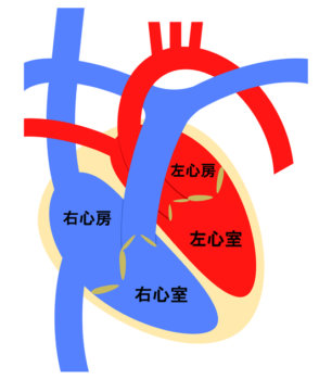 三尖弁閉鎖不全症 | 船橋の内科・循環器内科 すぎおかクリニック